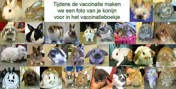 we maken een foto bij de enting van het konijn voor in het vaccinatieboekje